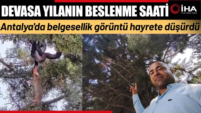 Antalya'da bir vatandaş dinlenmek için oturduğu ağaç gölgesinde karşılaştığı manzara