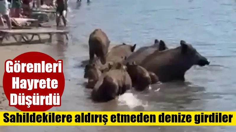 Muğla'nın Marmaris ilçesinde, yaban domuzları sahile inerek hem yiyecek aradı