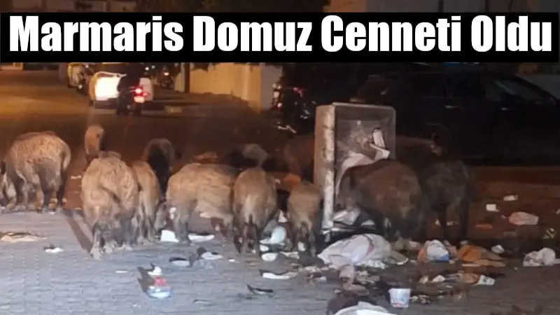 Marmaris'te belediyenin çöp sorununa duyarsız kalması, domuz sürülerinin ilçe merkezini