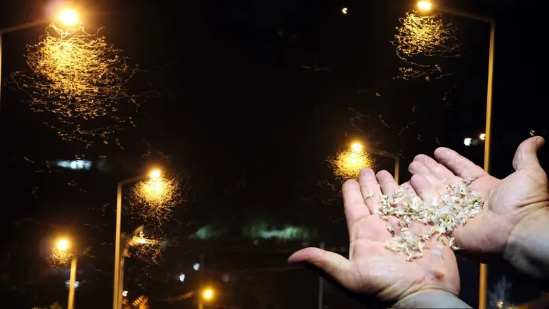 Sakarya Nehri'nden çıkan milyonlarca "Birgün" sineği, yaşam döngülerinin son anı