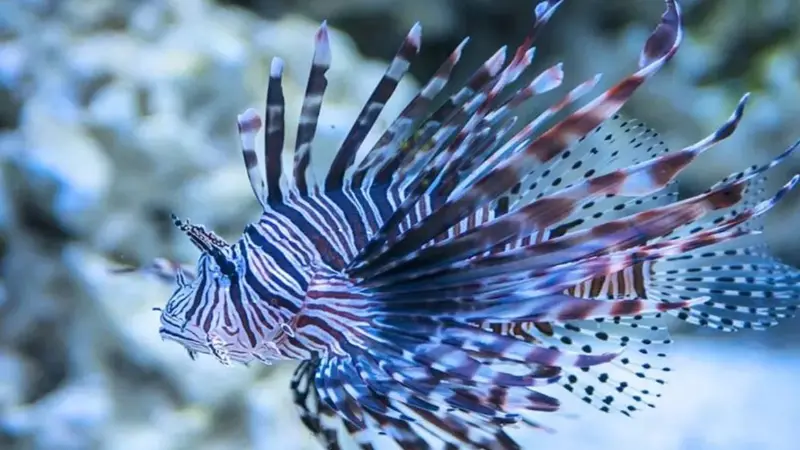 Son yıllarda Ege Denizi, özellikle Muğla ve Rodos Adası arasındaki