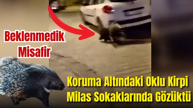 Muğla'nın Milas ilçesinde, nesli tükenme tehlikesi altında ve koruma altında