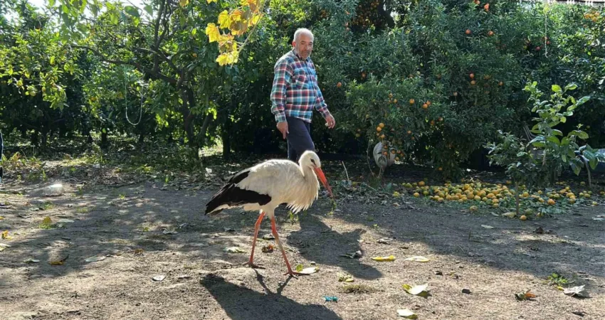 Hatay'ın Dörtyol ilçesinde, Yusuf Poyraz, evinin bahçesinde bulduğu yaralı leyleği