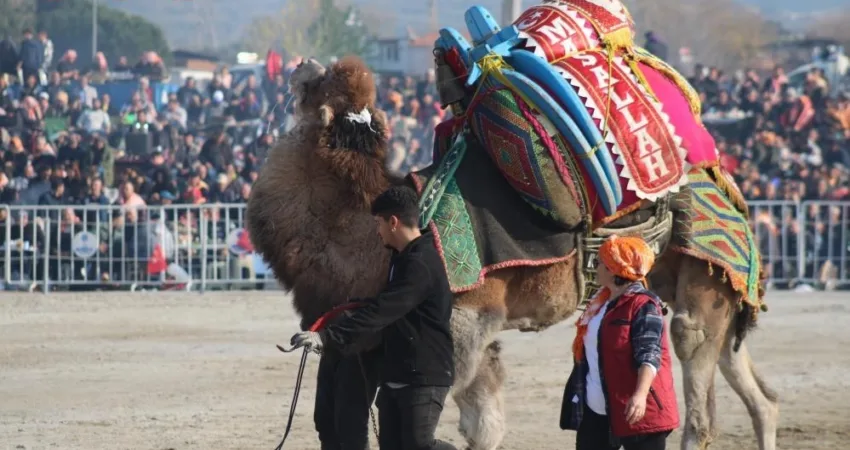Ege, Akdeniz ve Marmara bölgelerinde yaklaşan deve güreşi sezonu öncesi,