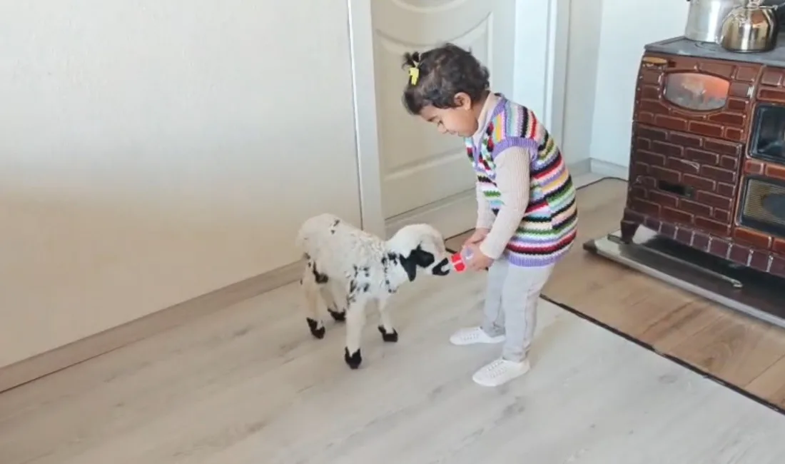 Erzincan’da 3 yaşındaki Ezo’nun annesi tarafından reddedilen "Pırıl" isimli kuzuya