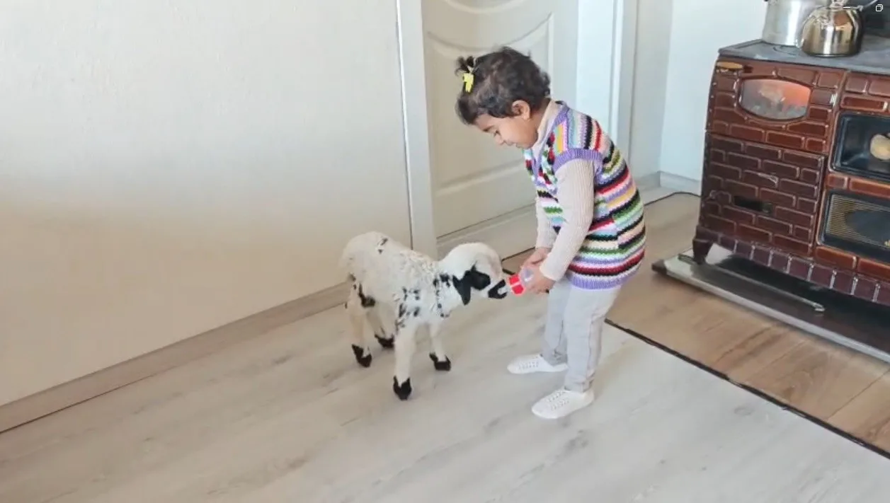Erzincan’da 3 yaşındaki Ezo’nun annesi tarafından reddedilen "Pırıl" isimli kuzuya