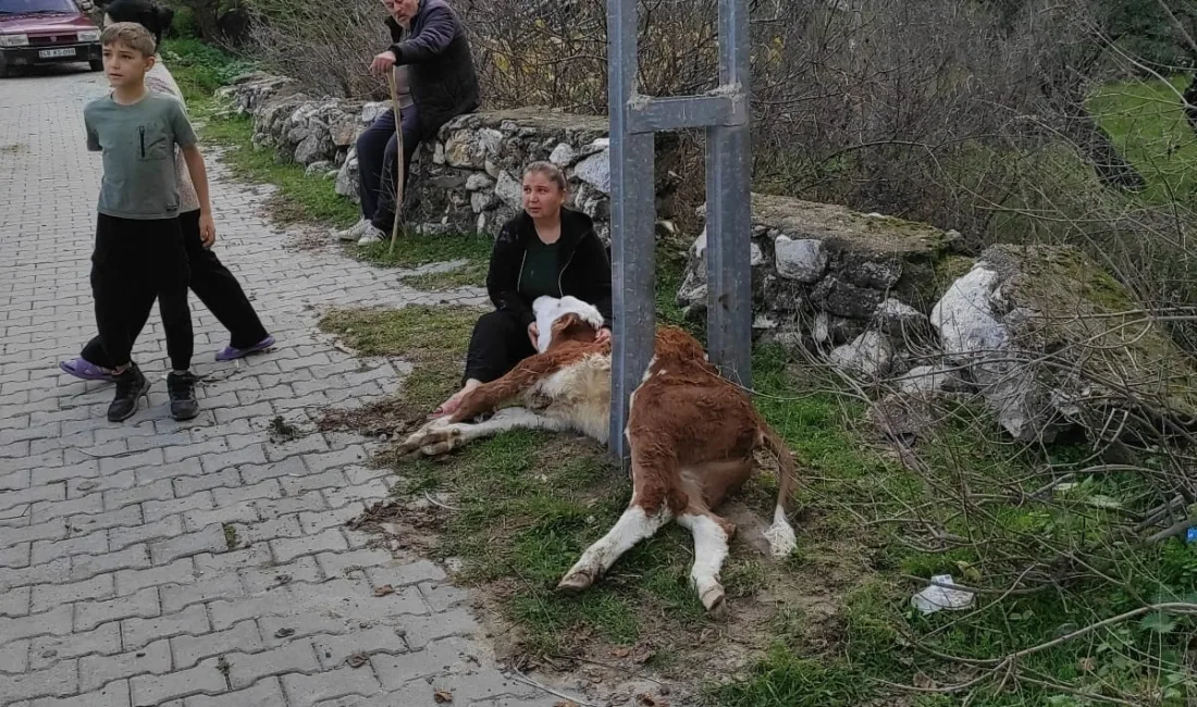 Muğla'nın Milas ilçesinde D.A.'ya ait buzağı, aydınlatma direğine sıkıştı. İhbar
