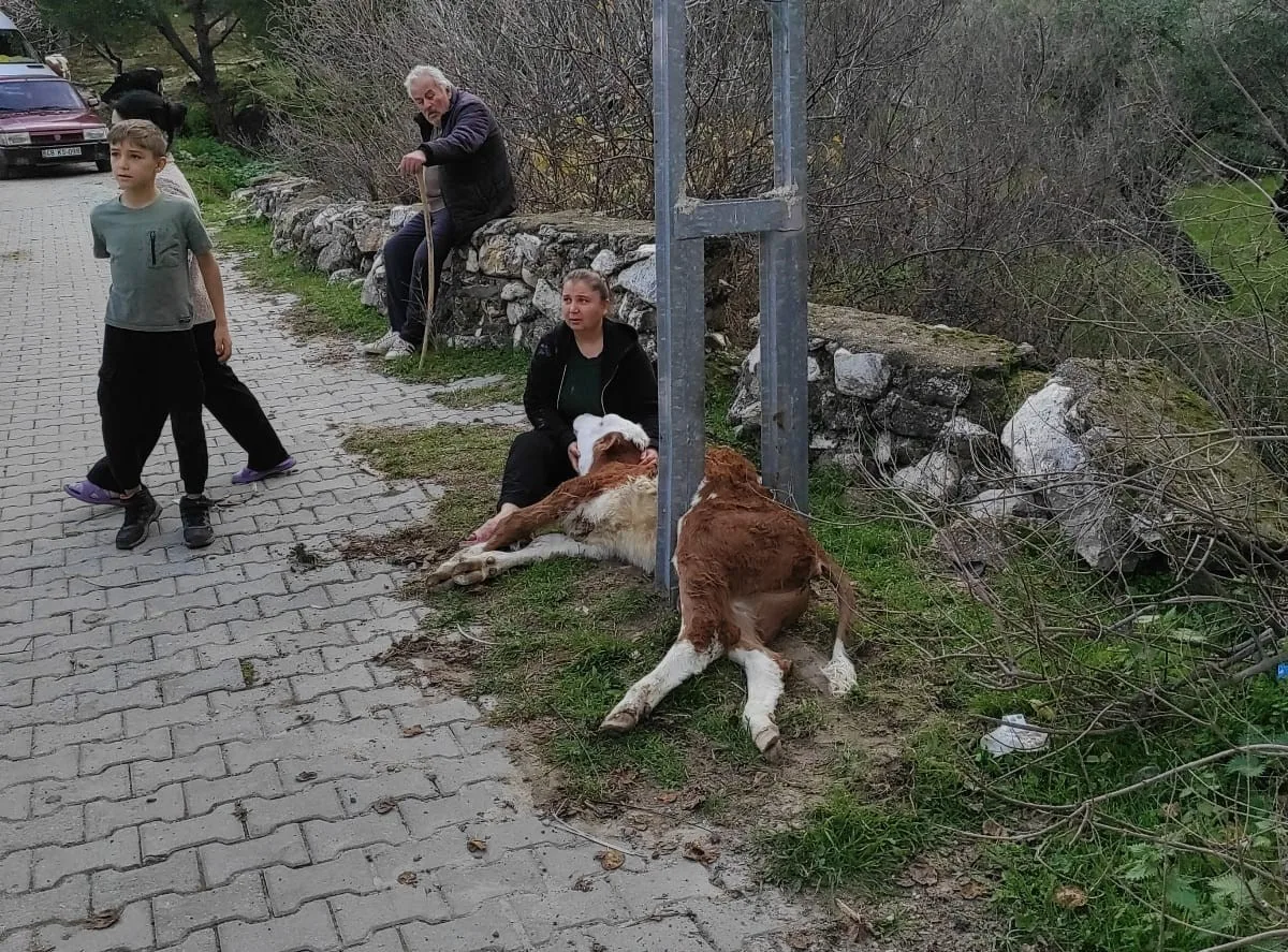 Muğla'nın Milas ilçesinde D.A.'ya ait buzağı, aydınlatma direğine sıkıştı. İhbar