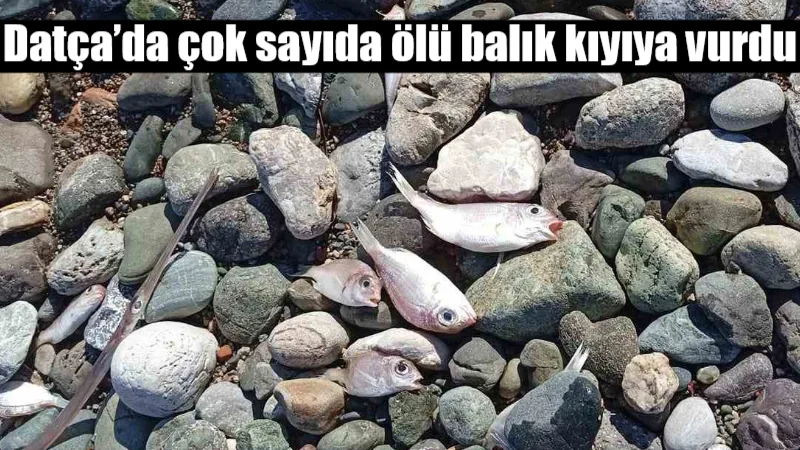 Muğla’nın Datça ilçesindeki Burgaz mevkiinde çok sayıda balığın kıyıya vurması