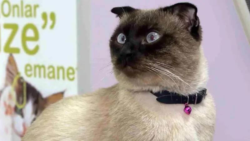 Kedi ve köpeklerine mikroçip taktırmayan evcil hayvan sahipleri için son