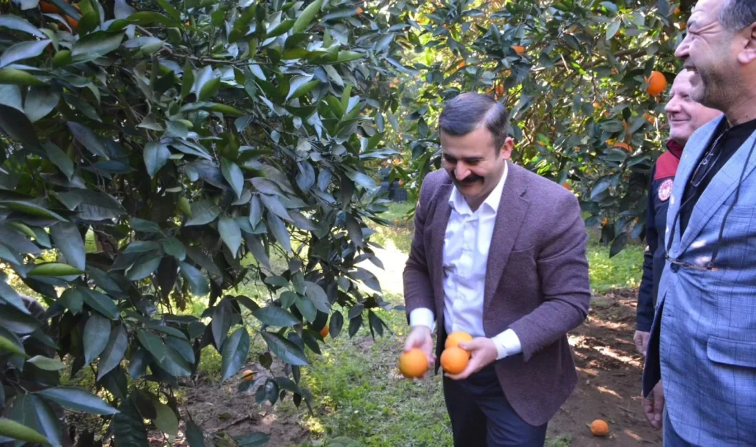 Köyceğiz Kaymakamı Mert Kumcu, Hamitköy Mahallesi'nde devam eden coğrafi işaretli