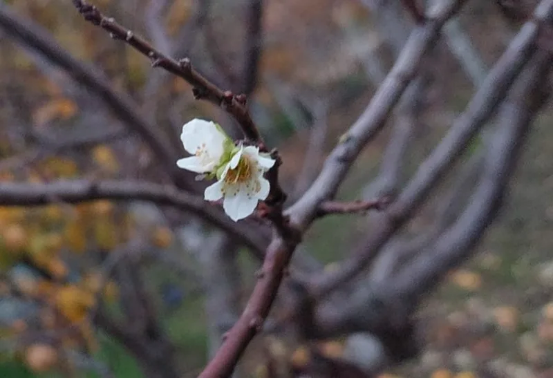 Manisa’nın Sarıgöl ilçesinde dondurucu zemheri soğuklarına rağmen bir erik ağacının