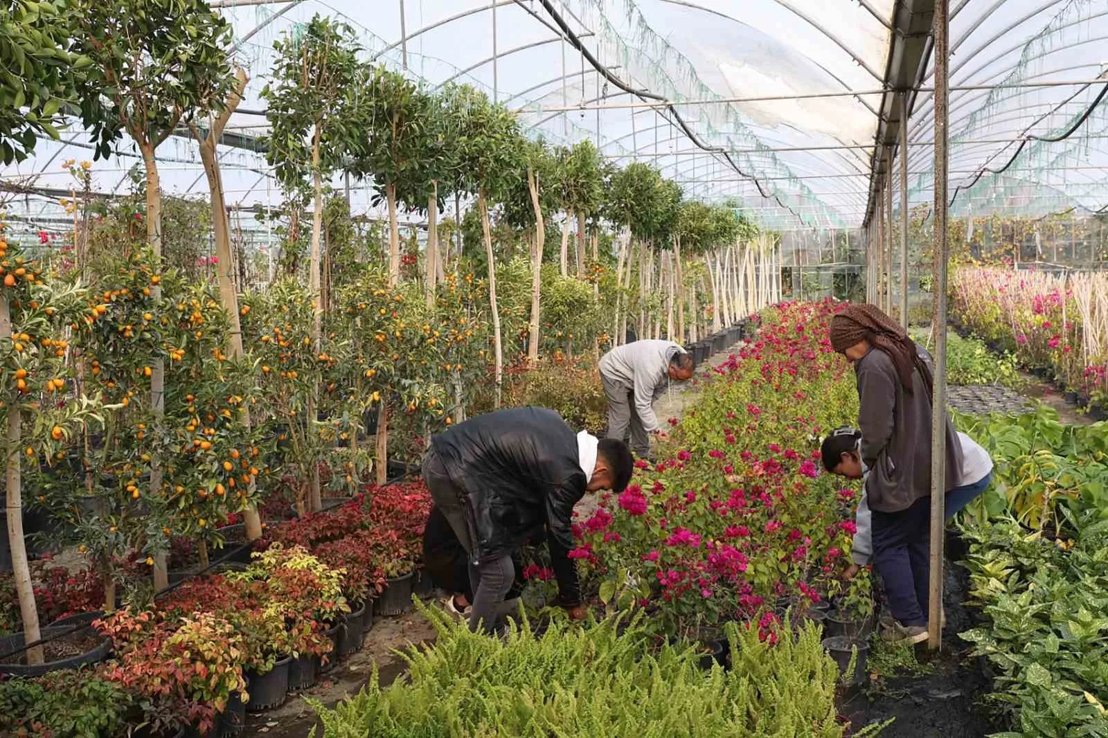 Muğla Büyükşehir Belediyesi tarafından Köyceğiz Beyobası’nda hayata geçirilen ‘Alım Garantili