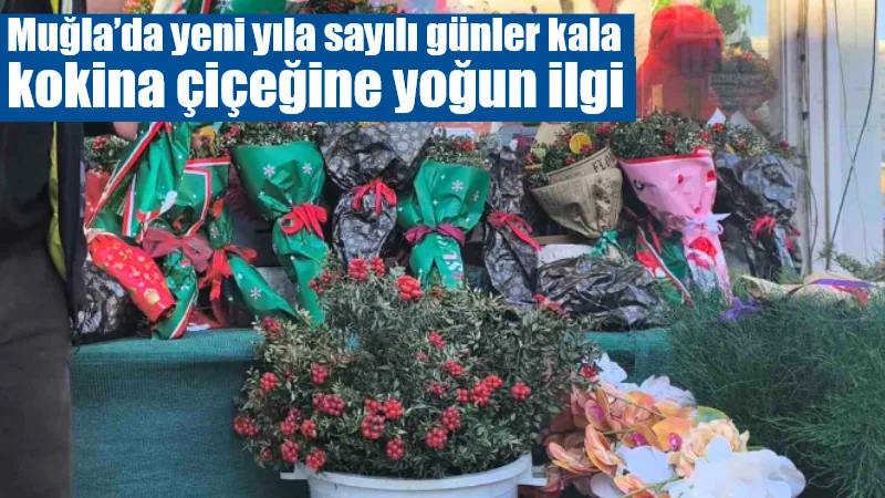 Yeni yıla sayılı günler kala Muğla sokaklarını renklendiren kokina çiçeği