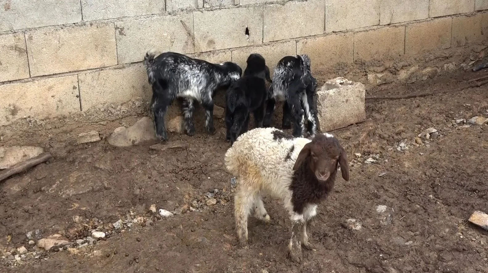 Gaziantep'in İslahiye ilçesinde, Kadir Doğan'ın çiftliğinde doğan bir kuzu, annesi