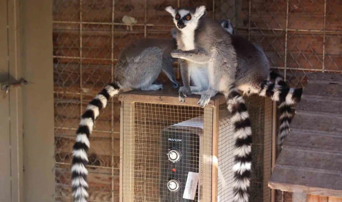 Antalya Büyükşehir Belediyesi, Doğal Yaşam Parkı'ndaki soğuğa hassas hayvanları korumak