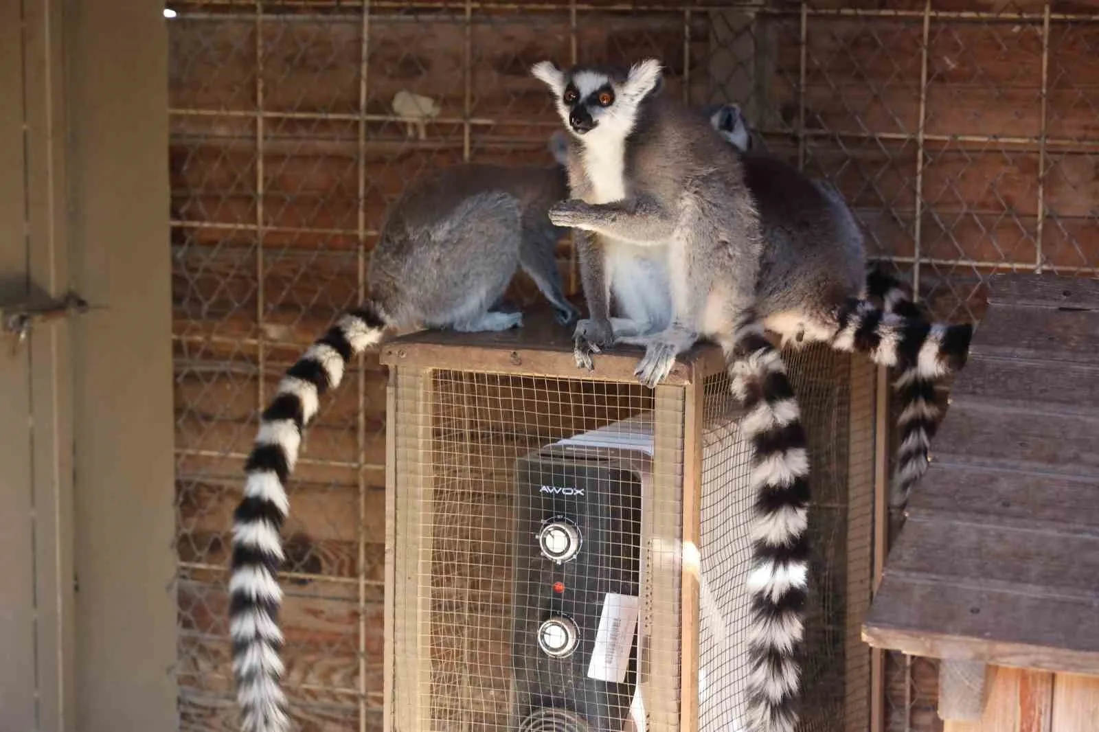 Antalya Büyükşehir Belediyesi, Doğal Yaşam Parkı'ndaki soğuğa hassas hayvanları korumak