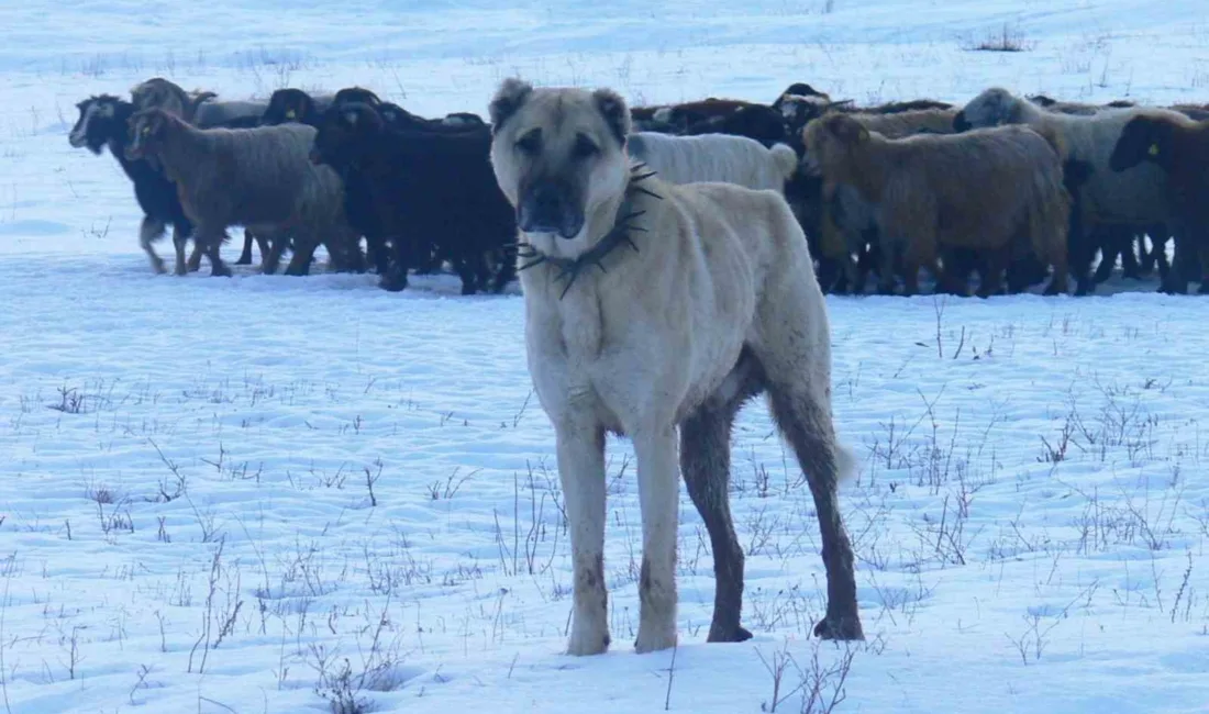 1938 yılında Atatürk’ün onayıyla diplomatik bir jest olarak Erzurum’dan ABD’ye