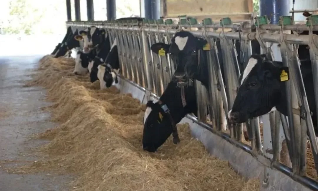 Aydın, büyükbaş hayvan varlığında 8’inci, deve varlığında ise Türkiye'de 1’inci