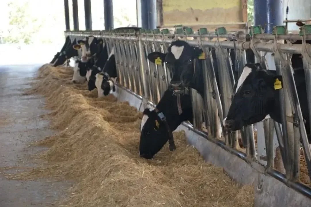 Aydın, büyükbaş hayvan varlığında 8’inci, deve varlığında ise Türkiye'de 1’inci