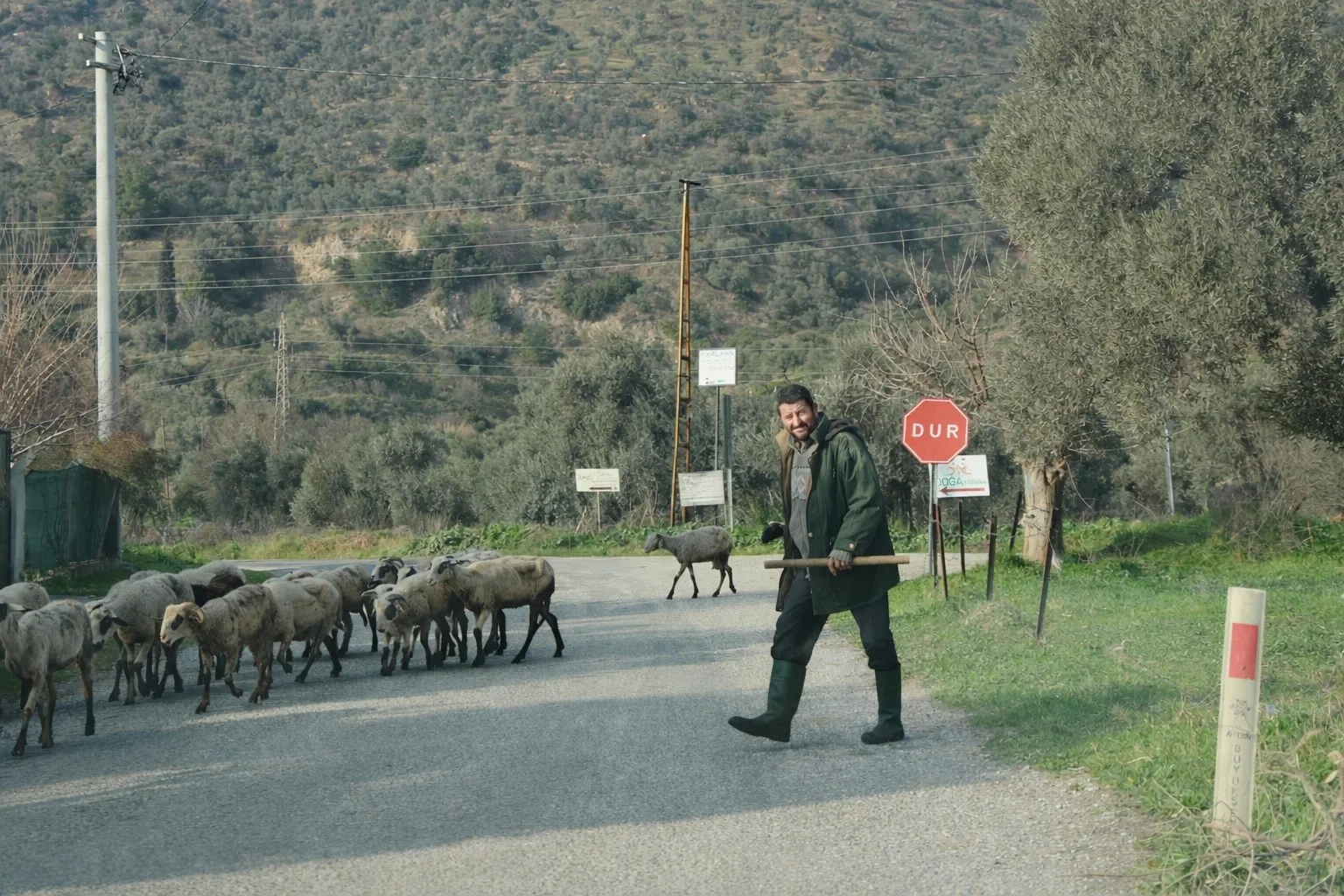 Aydın'daki çoban Namık Olcan, havaların ısınmasıyla koyunlarını meralara salarken Kurban