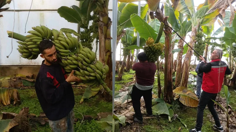 Aydın'ın Efeler ilçesindeki Dalama Mahallesi'nde Hakan Özer'in 4 dekarlık muz