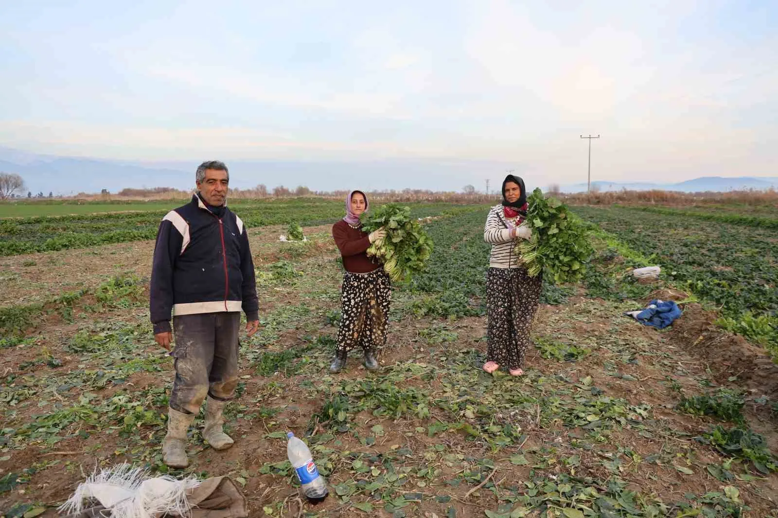 Aydın’da etkili olan kırağı ve don olayları sebze verimini yarı