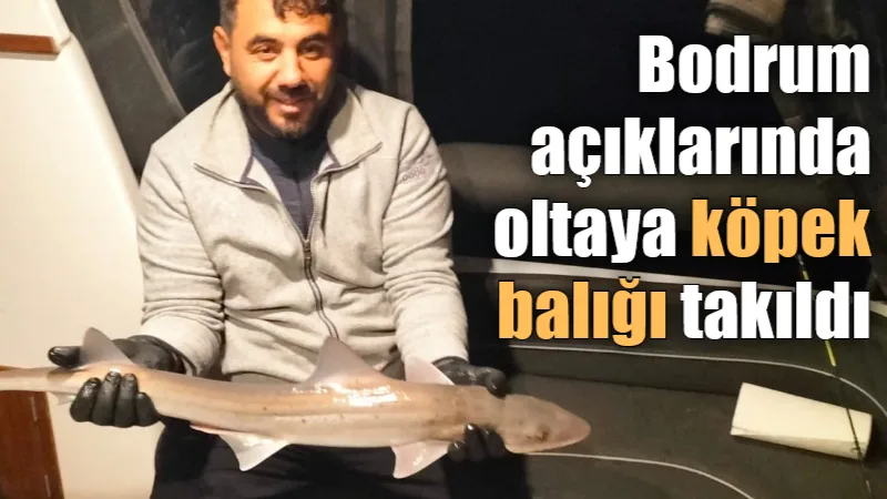 Bodrum Ortakent açıklarında amatör bir balıkçının oltasına takılan camgöz cinsi