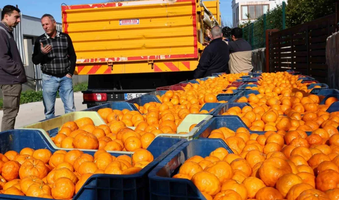 Bodrum Belediyesi ve Belediye A.Ş., Bodrum Mandalini’ni Türkiye geneline ulaştırmak
