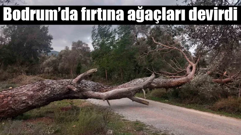 Bodrum'da etkili olan şiddetli fırtına nedeniyle devrilen ağaçlar ulaşımda aksamalara
