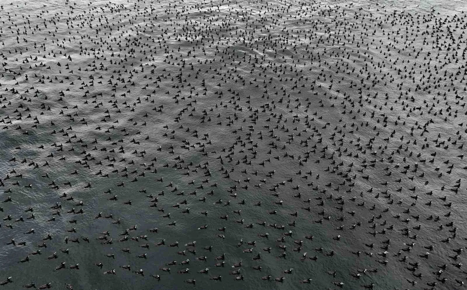 İstanbul'da üreme dönemine giren karabataklar, tüylerindeki renk değişimiyle dikkat çekti.