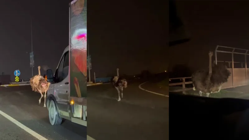 Sakarya'nın Arifiye ilçesinde başıboş dolaşan deve kuşu, trafiği felç etti.