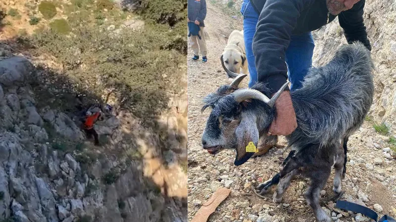Muğla’nın Fethiye ilçesinde kayalık alanda mahsur kalan ve kurtarma çalışması