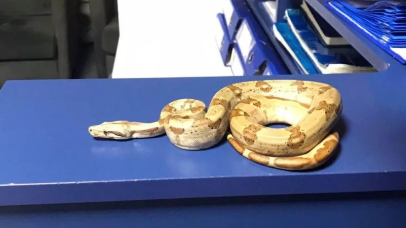 İzmir Karşıyaka'da bir kafede belgesi olmayan egzotik Mısır yılanıyla yakalanan