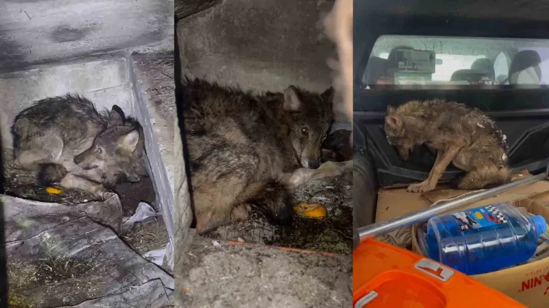Zonguldak'ta yoğun kar yağışı nedeniyle aç kalarak bir köpek barınağına