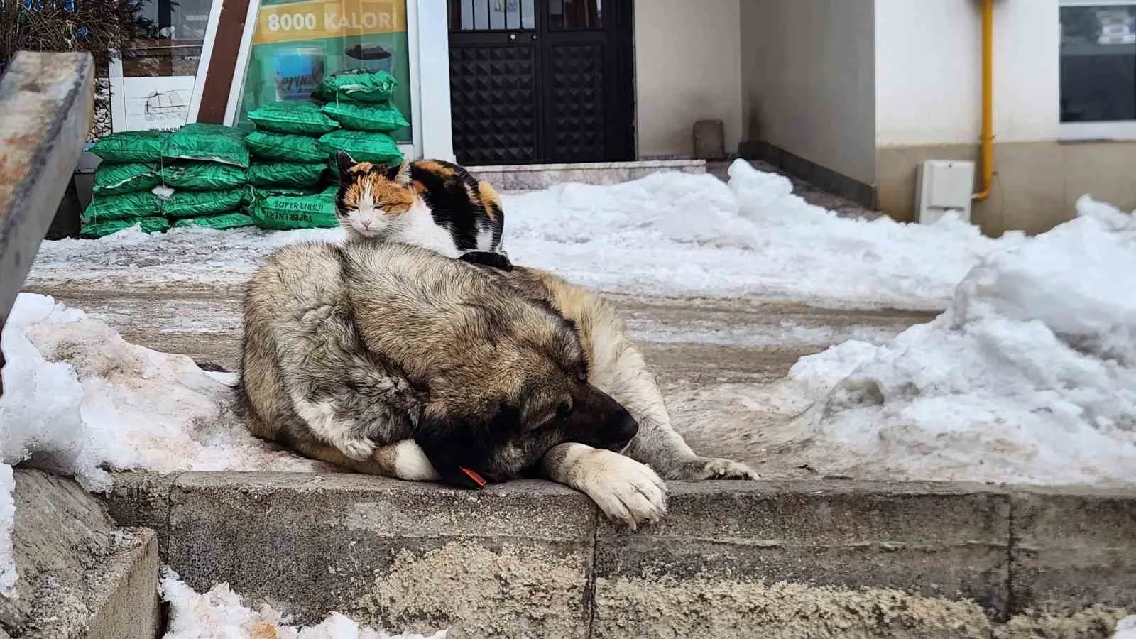 Tunceli'de yoğun kar ve soğuk havalarda, Moğultay Mahallesi'nde bir kedi,
