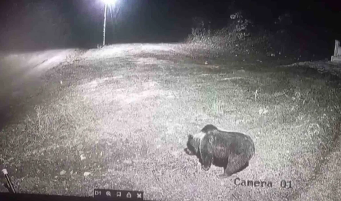 Amasya’nın Gümüşhacıköy ilçesinde kış uykusuna yatmayarak yerleşim yerinde görülen ayı