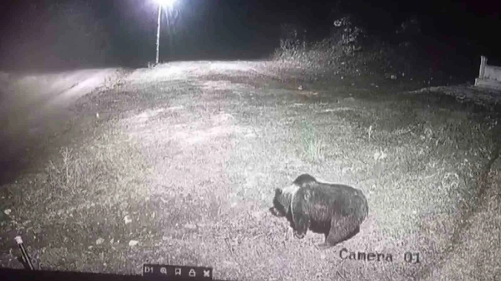 Amasya’nın Gümüşhacıköy ilçesinde kış uykusuna yatmayarak yerleşim yerinde görülen ayı