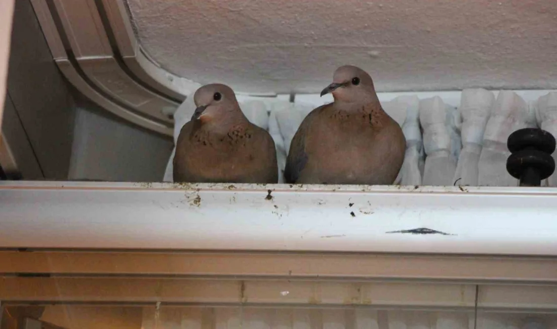 Amasya’da bir ailenin balkon camına yuva yapan kumru çifti, ev