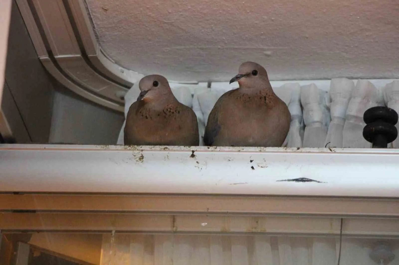 Amasya’da bir ailenin balkon camına yuva yapan kumru çifti, ev