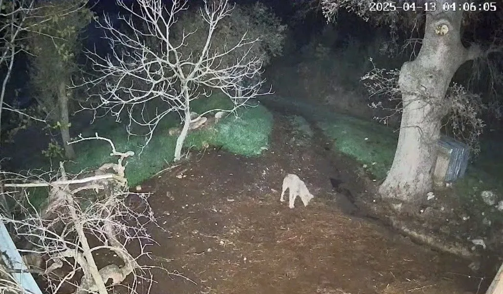 Muğla'nın Menteşe ilçesinde Gökhan Kodal'a ait 3 koyun kurt saldırısı