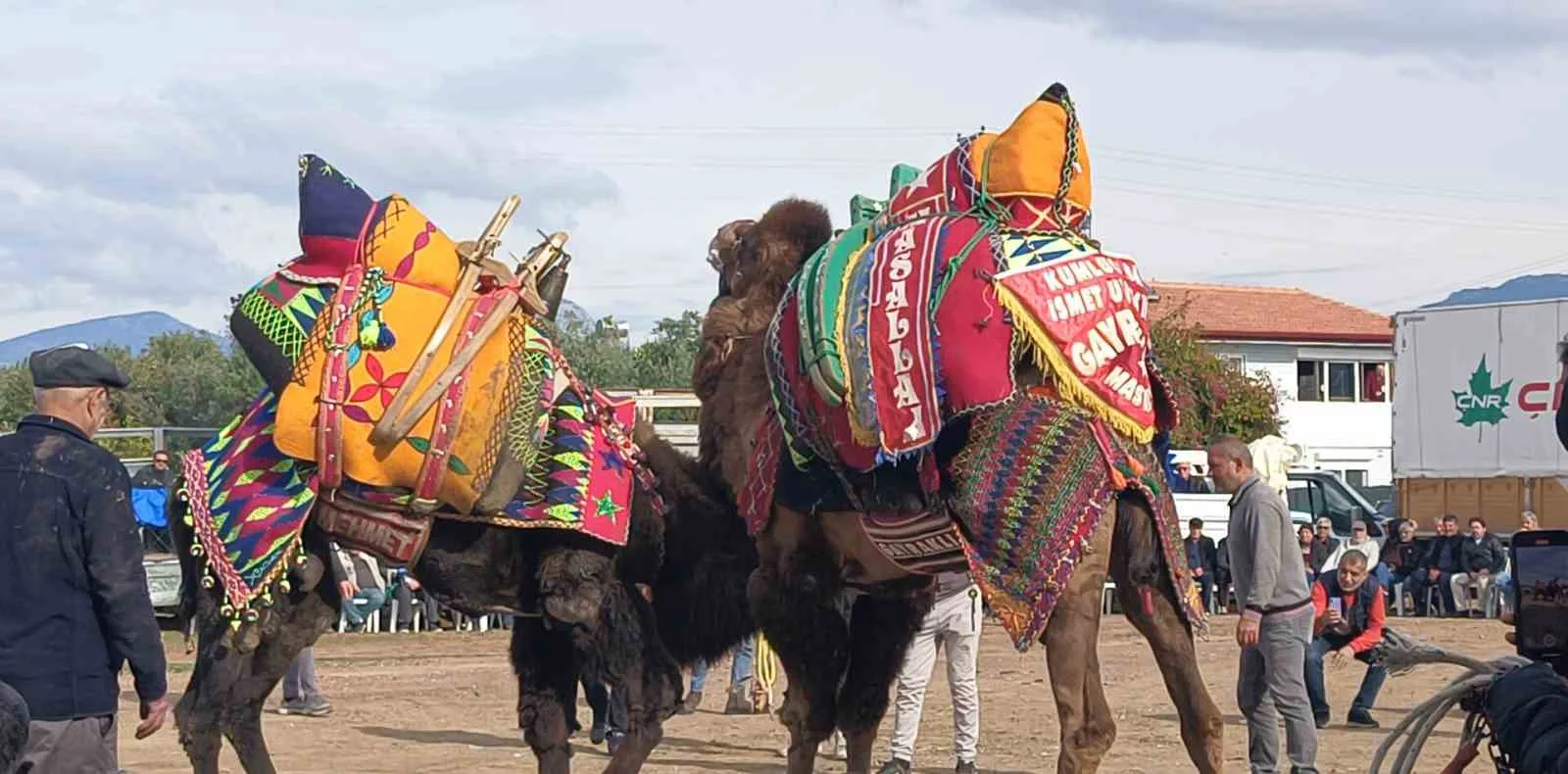 Şap hastalığı nedeniyle getirilen hayvan taşımacılığı yasağı geleneksel deve güreşlerini