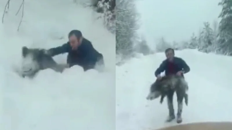 Sinop’ta bir vatandaş yaban domuzu sürüsüne dalıp eliyle yakaladı. Yavru