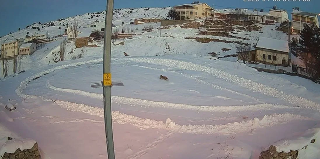 Sivas'ın İmranlı ilçesinde, bir gün önce tavşan avlarken görüntülenen vaşakların