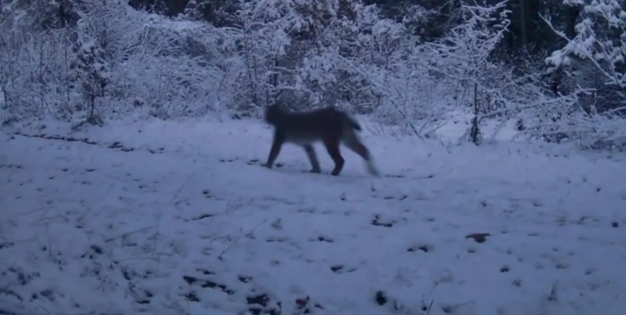 Karabük’ün Ovacık ilçesinde doğasever Ramazan Işık tarafından yerleştirilen fotokapan, dondurucu