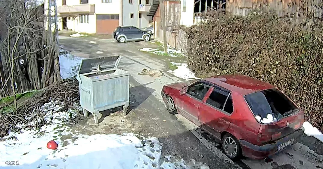 Bolu’da bir sürücünün yolda uyuyan köpeği aracıyla ezip kaçtığı vicdan