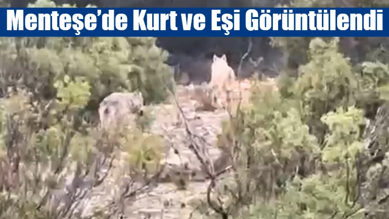 Menteşe ilçesine bağlı Düzeyn mevkiinde bir kurt ve eşinin, bir