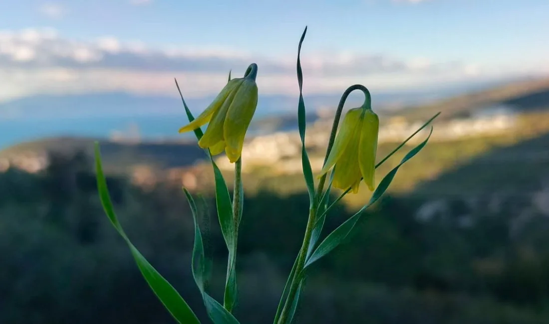 Kuşadası'nın kalkerli yamaçlarında çiçek açan endemik Karya Ters Lalesi, estetik