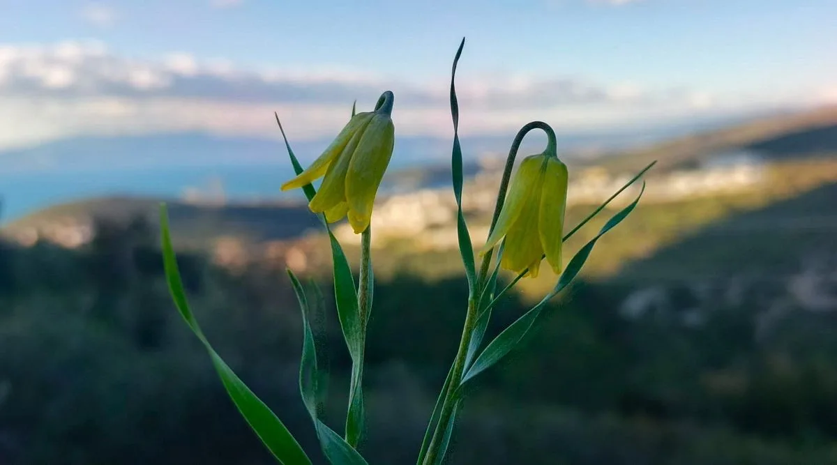 Kuşadası'nın kalkerli yamaçlarında çiçek açan endemik Karya Ters Lalesi, estetik