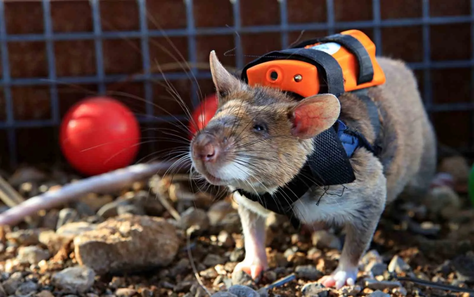 Antalya'da başlatılan "Kahraman Fareler Projesi" kapsamında, özel GPS ve kamera